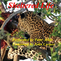 Peter Allan - Sheltered Life