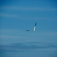 Robin Banks - Fly Away