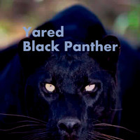 Yared - Black Panther