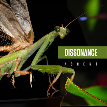 Dissonance - Ascent
