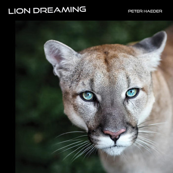 Peter Haeder - Lion Dreaming