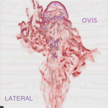 Ovis - Lateral