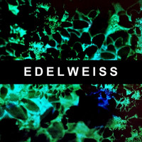 Sleepy - Edelweiss
