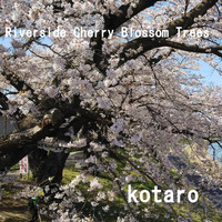 Kotaro - Riverside Cherry Blossom Trees
