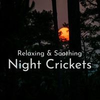 Path to the Wild - Night Crickets (Relaxing & Soothing)