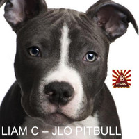 Liam C - J-Lo Pitbull