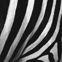 Anthony Moore - Zebra Stripes