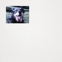 Lofty Stills - Dog's Smile