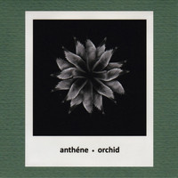 Anthéne - Orchid