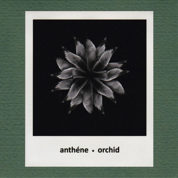 Anthéne - Orchid