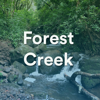Ambient Calm - Forest Creek