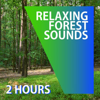 Eastern Science - RELAXING FOREST SOUNDS | Bird Songs And Wind | White Noise | Nature Sounds