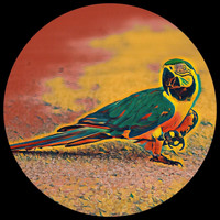 Tommy Sunsets - POMSL (Parrot on My Sun Lounger)
