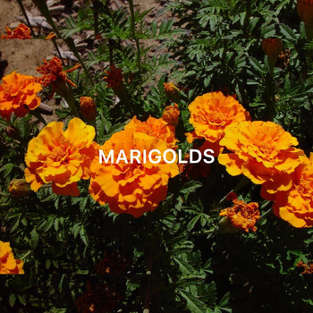 Moon - Marigolds (Explicit)