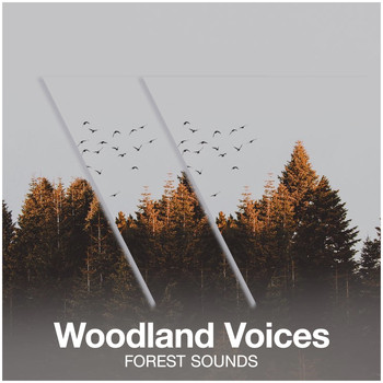 Forest Sounds - Woodland Voices