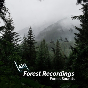 Forest Sounds - Lazy Forest Recordings