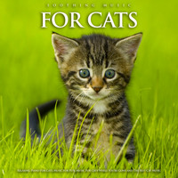 Cat Music, Music For Cats, Music for Pets - Soothing Music For Cats: Relaxing Piano For Cats, Music For Pets, Music For Cats While You're Gone and The Best Cat Music
