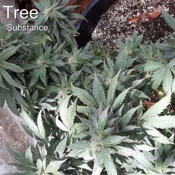 Substance - Tree