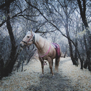 Comarana - Arabian Horse
