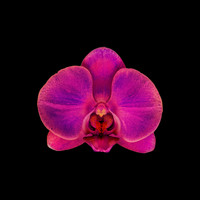 Eden Mulholland - Orchids
