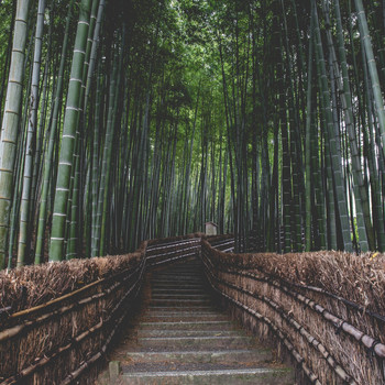 Toranpetto - Bamboo