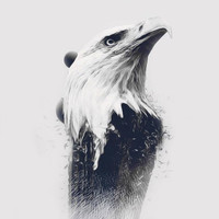Terence - Aigle royal (Explicit)
