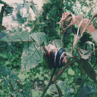 Jessi - Snail