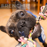 Toni Ocanya - Frenchie