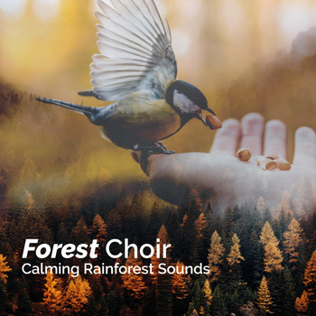 Calming Rainforest Sounds - Forest Choir