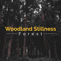 Forest - Woodland Stillness