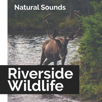 Natural Sounds - Riverside Wildlife