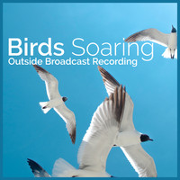 Outside Broadcast Recording - Birds Soaring