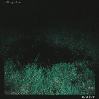 Water - Alligator