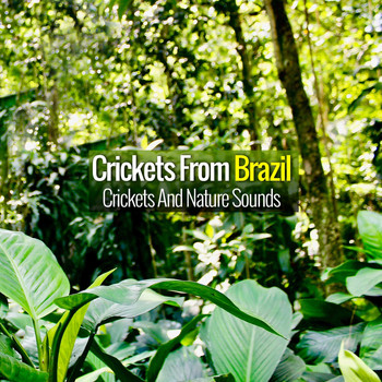 Crickets from Brazil - Crickets and Nature Sounds