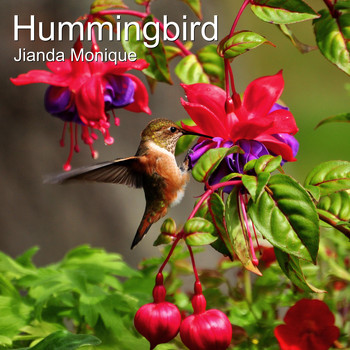 Jianda Monique - Hummingbird
