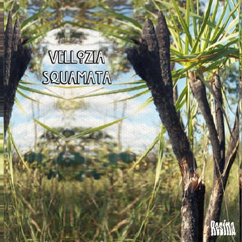 Various Artists / - Vellozia Squamata