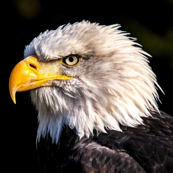 Einar Holm - Eagle Has Landed