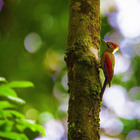 zen remastering - Woodpecker in Forest: Birds, Cuckoo in Spring