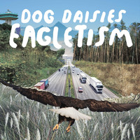 Dog Daisies - Eagletism