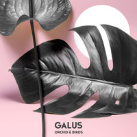 Galus - Orchid & Birds