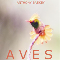 Anthony Baskey - Aves
