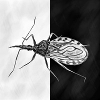 Tedeborg - Jag är en insekt