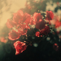 Blackbird Blackbird - Hearts