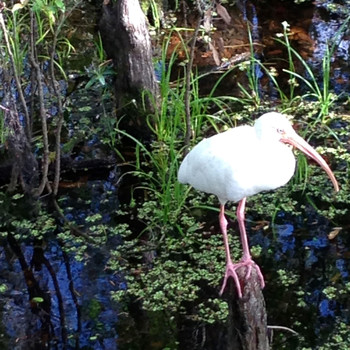 Jill Kremer - Our Fine Feathered Friends