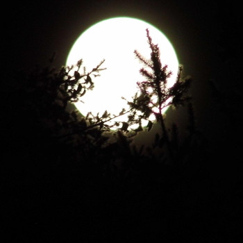 Robert Evans - Melody in Moonlight