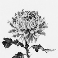 Shortwave - Chrysanthemum