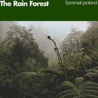 Sommeil profond - The Rain Forest