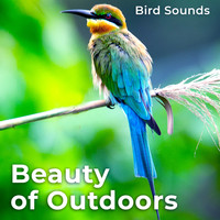 Bird Sounds - Beauty of Outdoors