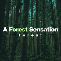 Forest - A Forest Sensation