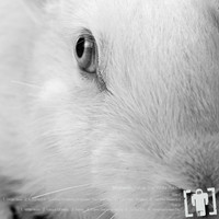 Skafandr - Follow the White Rabbit